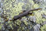Čak su planinari imali priliku vidjeti i endemičnu bosanskohercegovaćku podvrstu Triton ili kako ga zovu ovdje crni salamander ili čovječija ribica koja živi u alpskim ledničkim jezerima u najčistijim vodama a ima ga i u i oko Prokoškog jezera